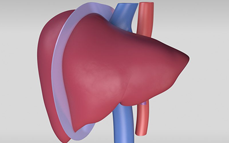 Patient Learning: Living donor right hepatectomy