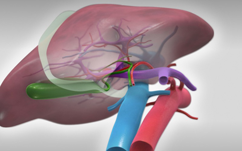 Laparoscopic right hepatectomy