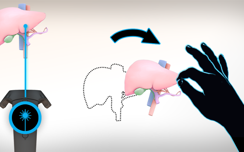 VR Surgical Anatomy Module