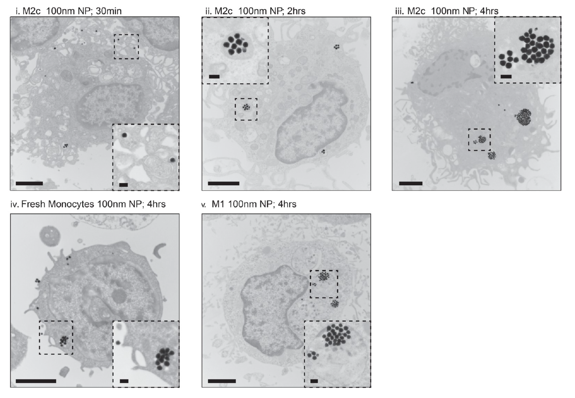 Nanoparticle concentrations in liver immune cells