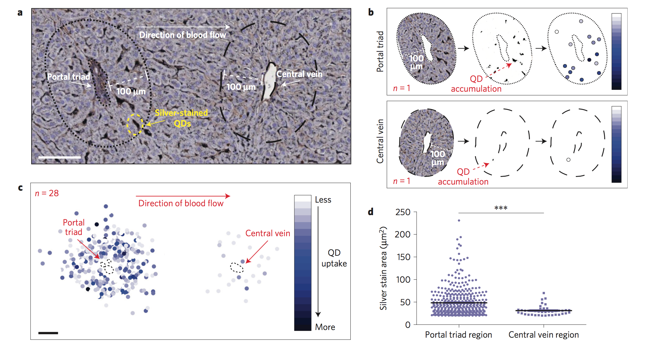 Nanoparticle sequestration in liver tissue