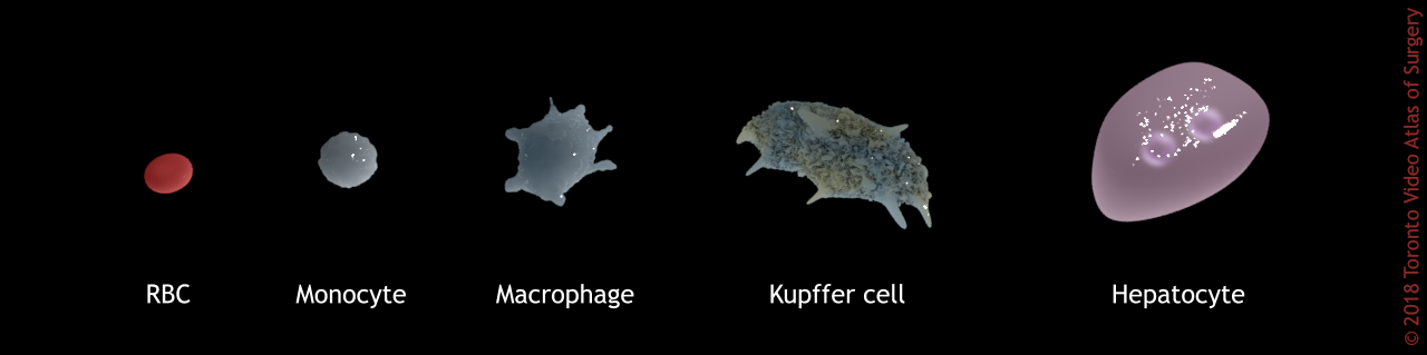 Cell size comparisons