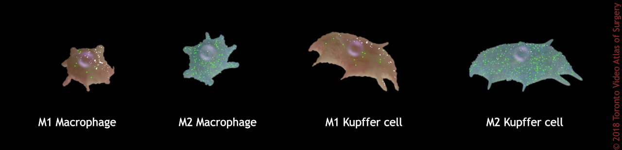 Immune cell comparisons