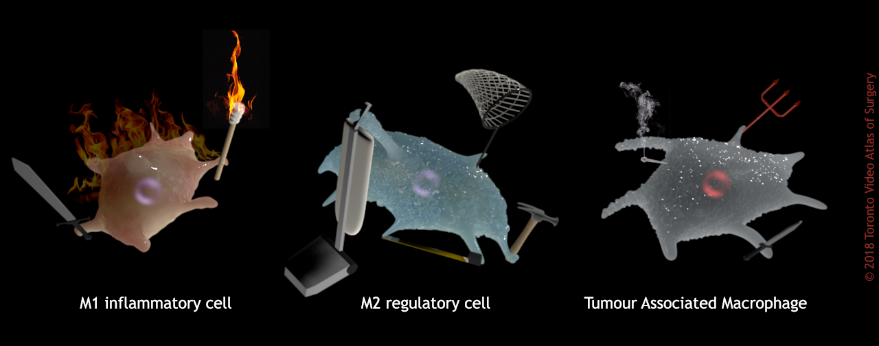 Macrophage comparisons