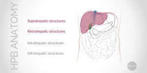 Update on Conventional Hepato-Pancreato-Biliary (HPB) Anatomy (Part I)