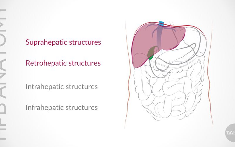 Update on Conventional Hepato-Pancreato-Biliary (HPB) Anatomy (Part I)