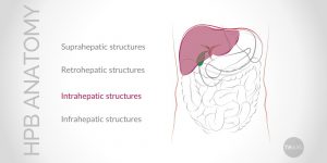 Update on Conventional Hepato-Pancreato-Biliary (HPB) Anatomy (Part II)