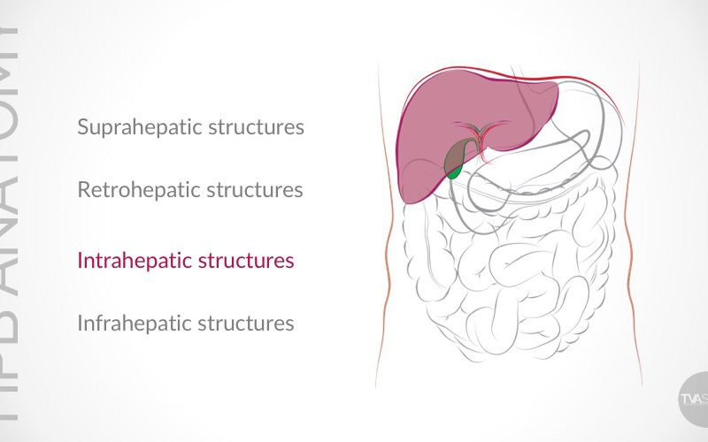 Update on Conventional Hepato-Pancreato-Biliary (HPB) Anatomy (Part II)