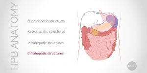 Update on Conventional Hepato-Pancreato-Biliary (HPB) Anatomy (Part III)