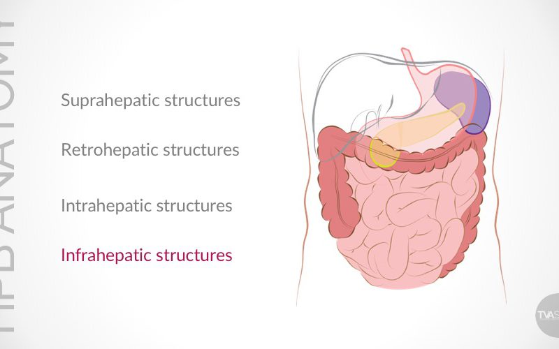 Update on Conventional Hepato-Pancreato-Biliary (HPB) Anatomy (Part III)