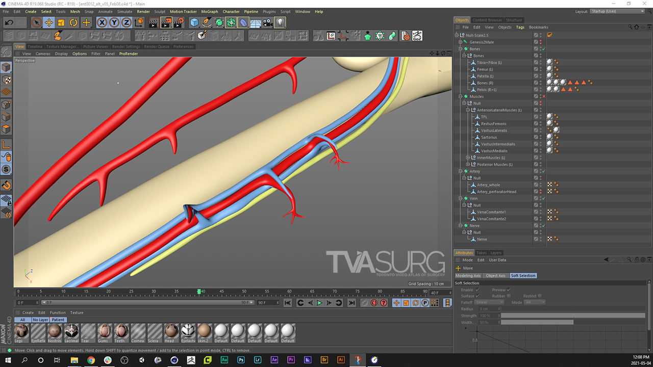 Modelling perforator branches