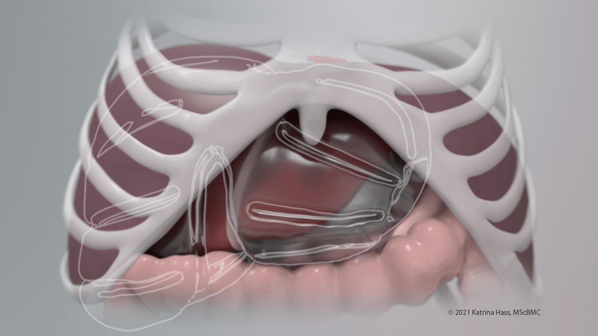 Liver and nearby structures